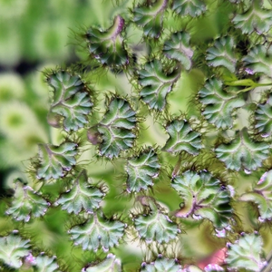 긴코sp(10촉) 은행잎을 닮은 부상수초